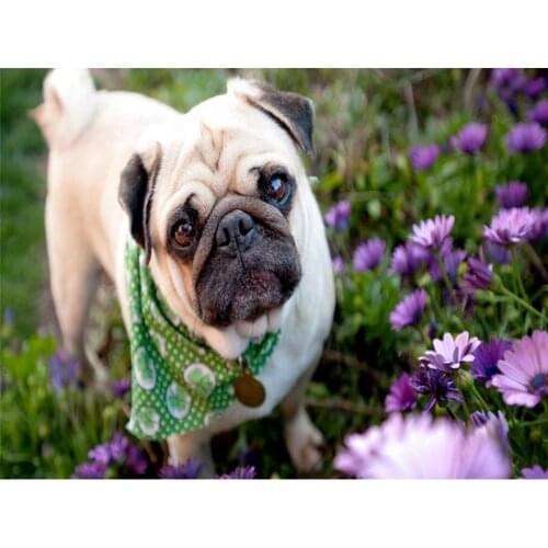 5D Diy Diamond Painting Cross Stitch Pugs On The Grass Needlework 3D Diamond Embroidery Full Square Mosaic Decoration Resin Kits