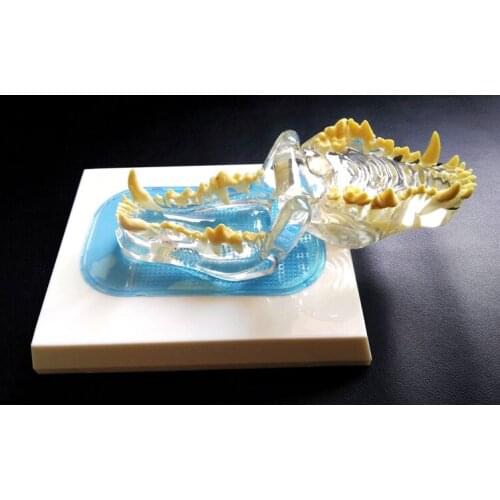 Anatomical Canine Pathology Jaw Model Medical Dog Mouth and Teeth Anatomy Clear Canine Jaw Anatomical Model Veterinary Teaching