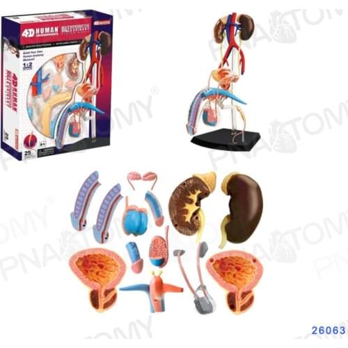 4D MASTER Male genitourinary system anatomical model for display in the Department of kidney, bladder and urology