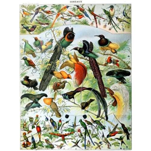 More Style Vintage Adolphe Millot Encyclopedia Birds Species Eggs Classic Art Film Print Silk Poster Home Wall Decor 24x36inch