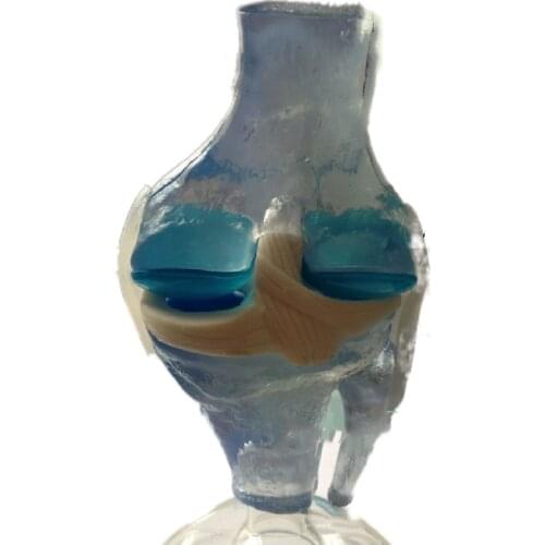 Supply knee joint model teaching model organ model medical model