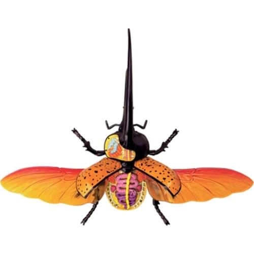4D Hercules beetle Intelligence Assembling Toy Animal Organ Anatomy Model Medical Teaching DIY Popular Science Appliances