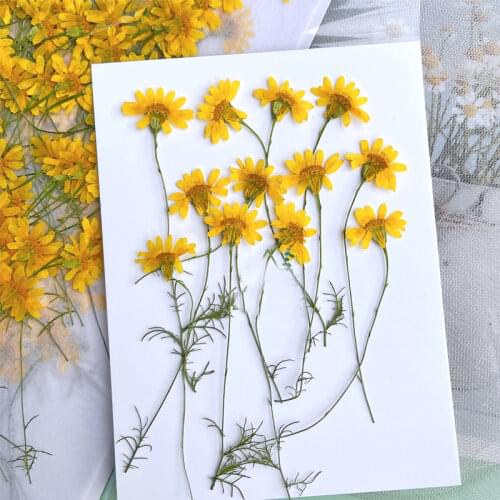 Chrysanthemum On Stalk Dried Flower For Art Specimens Plants 200 Pcs Free Shipment