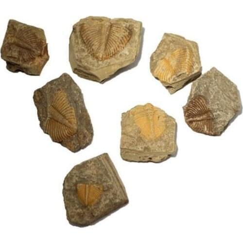 Natural Trilobite Tail Fossil Ancient Fossil Teaching Specimen Collection