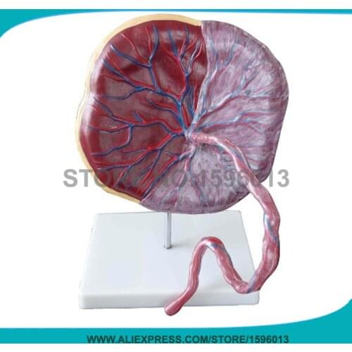 Economic Anatomical Placenta Model umbilical cord Educational Teaching Anatomy