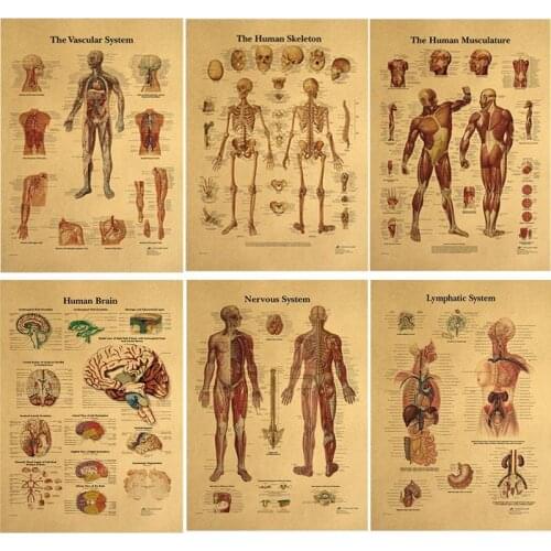 The Body Structure Skeleton Nervous System Vintage Poster Medical Decoracion Painting Home Wall Art Kraft Paper Wall Stickers