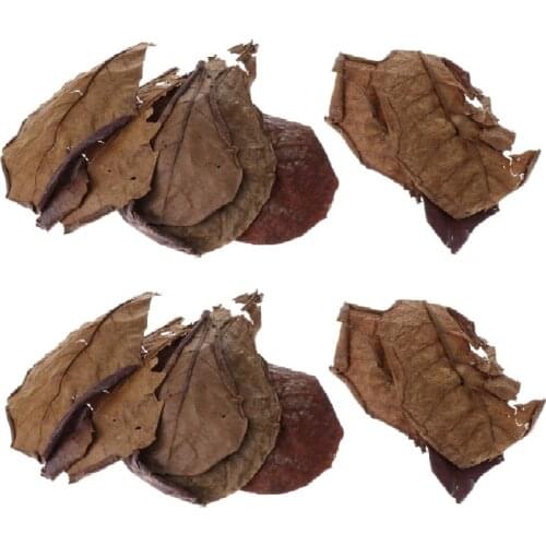 20Pcs Indian Almond Leaves Beneficial Betta Leaf for Shrimp Betta Tropical Fish