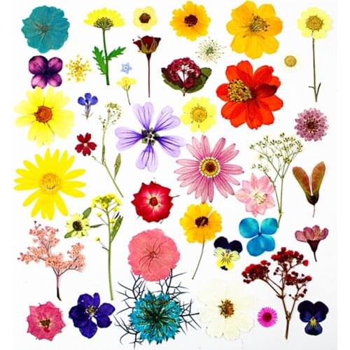 Small Quantity Dried Pressed Flowers For Sell Combine Shipping Lots of flowers For Choose Contact Us to Get What You Want