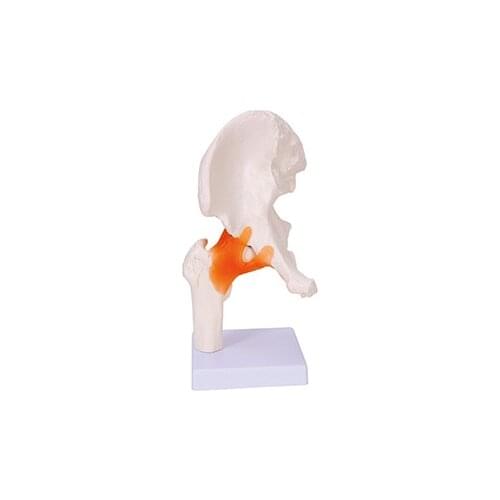 Hip joint model human skeleton model hip joint with ligament model femoral head joint model