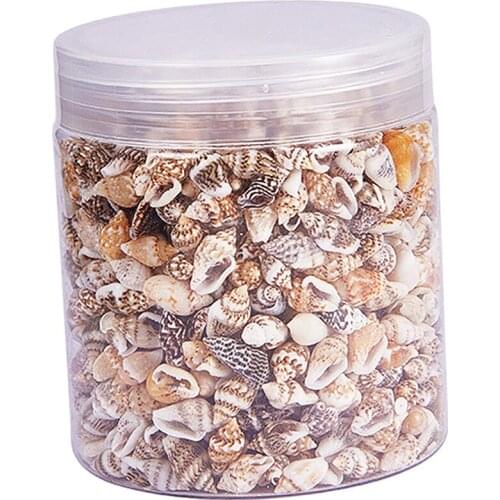 Lots Mixed Natural Conch Shells,Wedding Favours Home Decoration Accent Craft