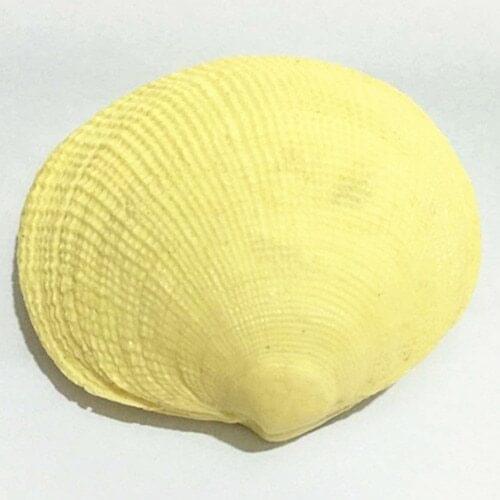 C411 shells handmade soap soap mold silicone mold mold