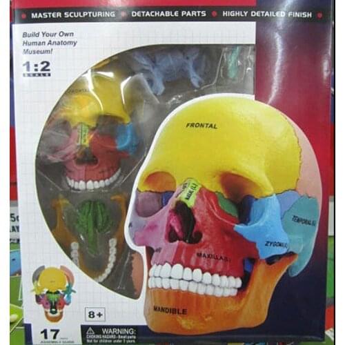 Human body assembly skull model model head skeleton assembly mold skull skeleton anatomical model