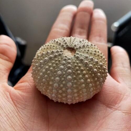 1pcs Natural fossil Mineral sample Sea Urchin Madagascar Mini Stone Cute Gift Crystals Healing