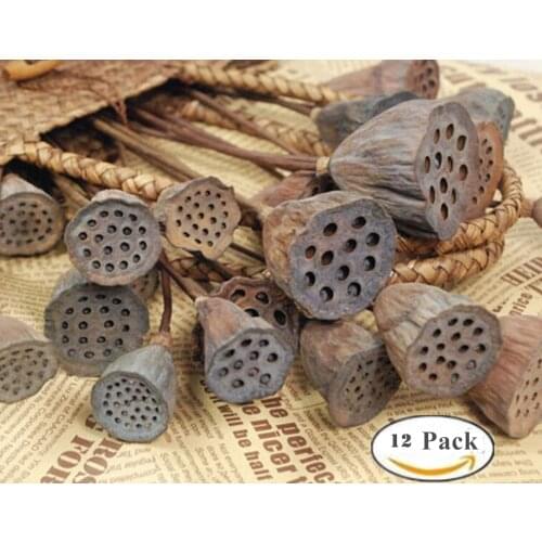 12 pcs, Natural Dried Lotus Pods on Stems with Seed and Real Rod Dried Floral Crafts Pack of 12 (Dia 2.5-4.5 in)