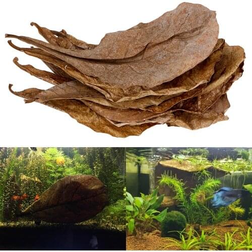 To Balance PH Acidity Natural Terminalia Catappa Leaves Fish Tank Cleaning Tools Accessories 20PCS Aquarium Water Treatment