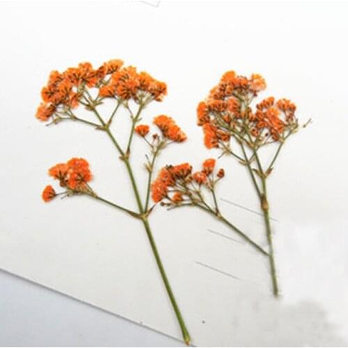 Pressed Flower Orange Gypsophila DIY handmade material 1000 pcs Free Shipment