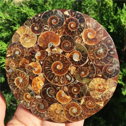 1pcs Natural Ammonite Fossil Slice Plate Crystal Jade Ocean Conch Stone Madagascar Mineral Specimen Display Wedding Party
