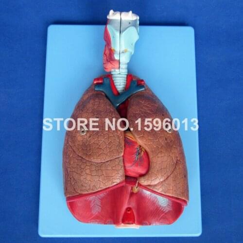 Advanced Larynx, Heart, Trachea and Lung Anatomical Model
