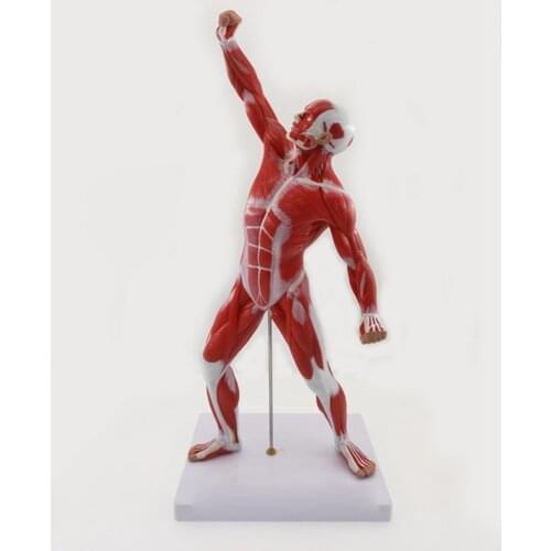 Human Skeleton and Muscle System Anatomy Biology Teaching Medical Model Male Exercise Muscle Teaching Resources