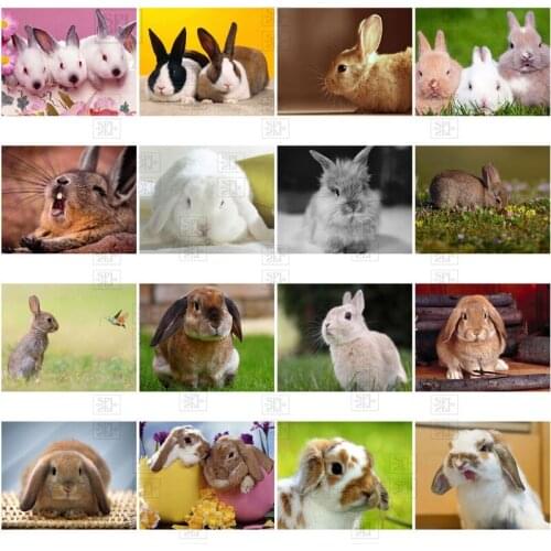 Full Square/round Cute Rabbit Diamond Embroidery 5D Diy Diamond Painting Animal Picture Mosaic Home Art Decoration Gift New