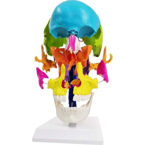 Disarticulated Life-Size Human Anatomy Skull Model Didactic Version For Medical Teaching Learning Display Tool