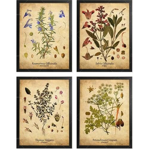 Herb Botanical Print Set Ready to Hang Rosemary Sage Thyme Parsley Kitchen Wall Art Antique Botanical Herb Plant Kitchen Decor
