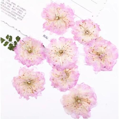 60pcs Pressed Dried Cerasus Cherry Blossoms Flower Plant Herbarium For Jewelry Photo Frame Phone Case Bookmark Making DIY