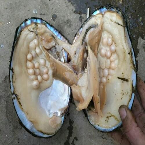 2017 Wholsale New Trendy Freshwater Pearls Vacuum Packaging Real Natural Pearl Oysters Big Monster Oysters Christmas Gift ABH728