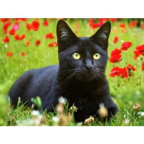 Diamond Painting Black Cat Animal Square Diamond Round Diamond Decoration Customizable Wall Art Decoration Frameless Style