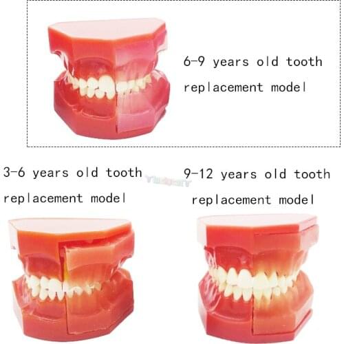 1Pcs Dental Tooth model Dental Children Tooth Teeth Anatomical Anatomy Model for Dental teaching