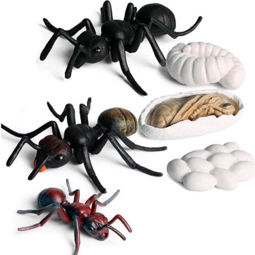 Realistic Ant Growth Cycle Figurine Set Kids Simulated Animal Early Education Cognition Toys Tabletop Ornaments