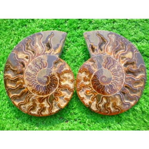 1020g(2.24 lb)1 Pair Half Cut Ammonite Shell Fossil Specimen Madagascar