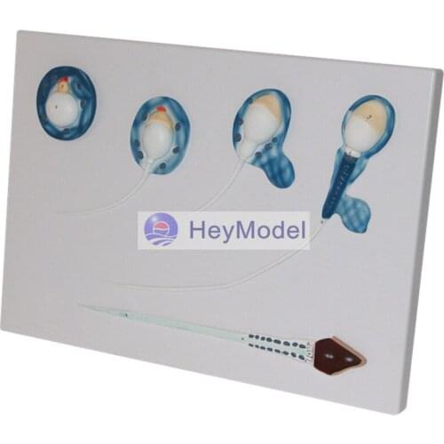 HeyModel Sperm development process model