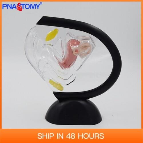 Female Uterus Model Transparent Genital Organ Ovary Anatomical Medical Teaching Gift Educational Tool With Base