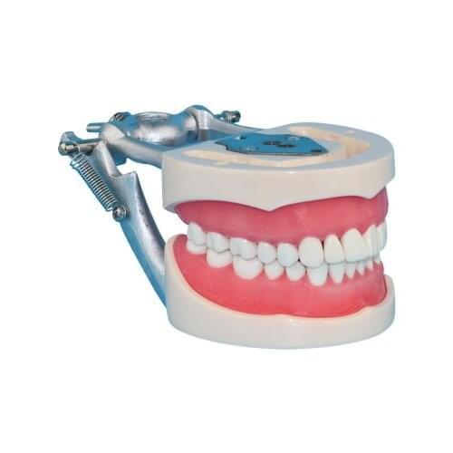 Dental equipment dentition Adult dental model free shipping