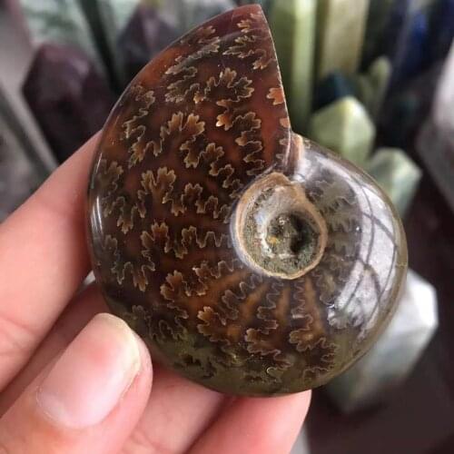 MOKAGY 60mm-70mm Natural Polished Ammonite Snail Fossil Mineral Specimens for Feng Shui 1pc