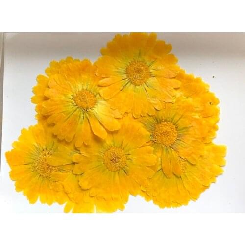 5-7cm Pressed Calendula officinalis L. Dried Flower For Nail Art Jewelry Bookmark Phone Case Invitation Make Up Card DIY