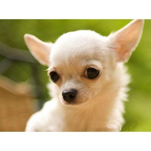 Lovely Chihuahua dog Diamond painting Pictures Of Rhinestones Room Decoration Handcraft diamond Mosaics Diamond embroidery L603