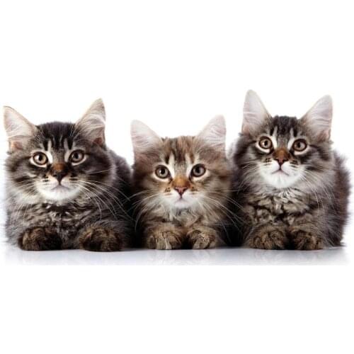 Cute cat Art print Silk poster Home Wall Decor