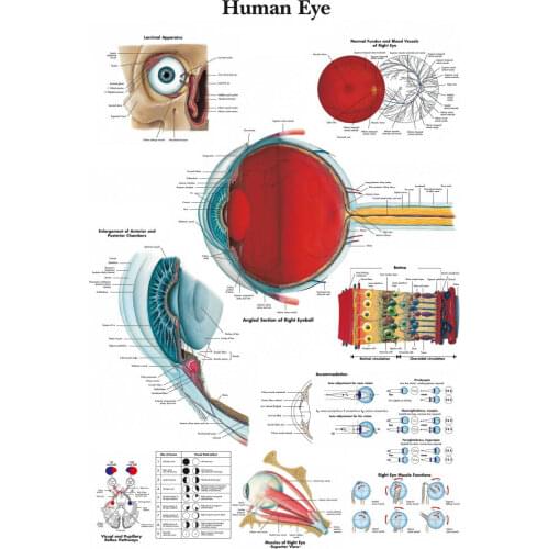 NEW HUMAN EYE MEDICAL DIAGRAM CHART INFORMATIONAL ANATOMY Art Film Print Silk Poster Home Wall Decor 24x36inch