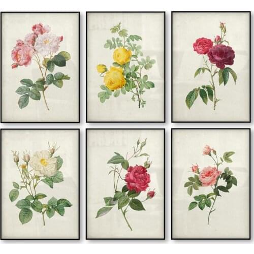 Botanical Rose Flower Vintage Poster Print Red Pink Yellow White Rose Floral Antique Wall Art Retro poster kraft paper