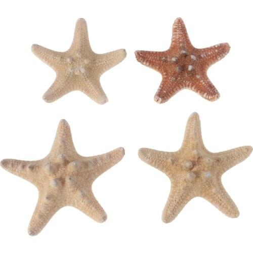 4pcs Decorative Simple Sea Shell Carft Decoration Sea Star for Photography