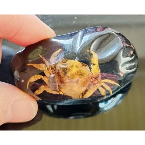 Fashion big size real crab black back keychain