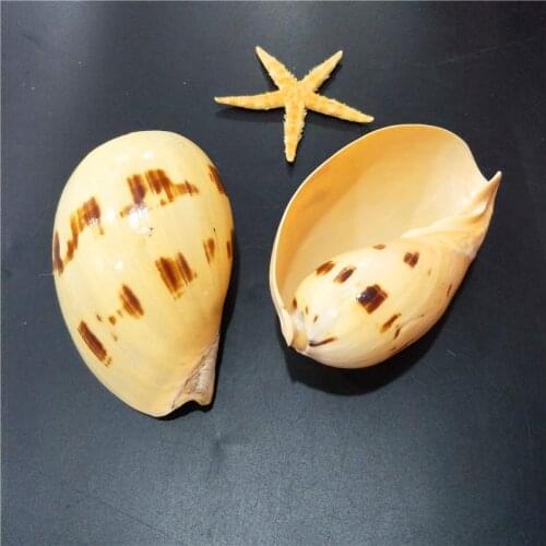 Nautical Home Decor Natural Conch Seashells Spiral Shell Beach Wedding Decor Ornaments Shells