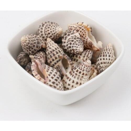 25-32mm spot Natural Spiral Shell Loose Beads for jewelry making DIY abaout 10pcs TRS0059X