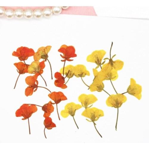 120pcs Pressed Dried Blassikakapestris Rape Flower Plants Herbarium For Resin Jewelry Making Postcard Frame Phone Case Craft DIY