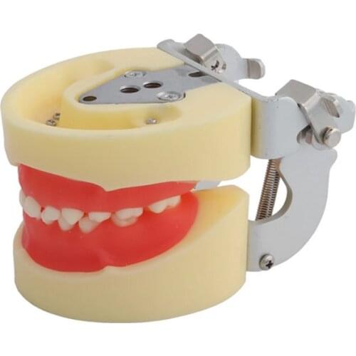 1Pcs/Box Standard Deciduous Tooth Model M7014 For Teaching Pediatric Practice Model For Dental Practice