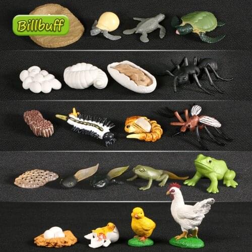 4pcs/lot Animals Growth Cycle Life Cycle Model set Frog Ant Mosquito Sea Turtle simulation Model Action Figures Toy for children
