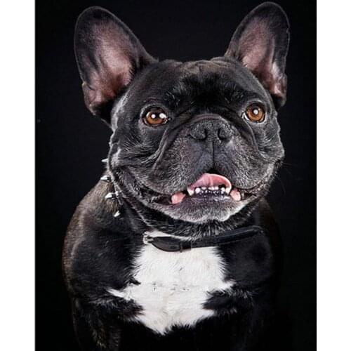 5D DIY Diamond Painting Full Square Round 3D Embroidery Black Bulldog Pictures of Rhinestones Cross Stitch Kits Arts Decor DF622