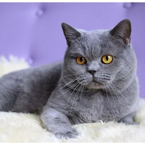 DIY 5D Diamond Painting Cat Full Round Drill Animal Mosaic Diamond Embroidery Cross Stitch Sale Rhinestone Picture Home Decor